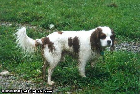 Cavalier King Charles Spaniel Hunde Foto 7763 Cavalier King Charles Spaniel Sesto, toller Kamerad und Sportler