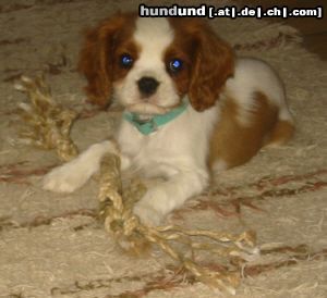 Cavalier King Charles Spaniel Hunde Foto 12346 Cavalier King Charles Spaniel