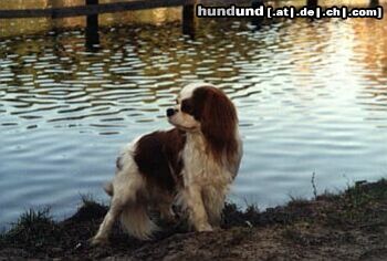 Cavalier King Charles Spaniel Hunde Foto 13122 Cavalier King Charles Spaniel Baster Aldaha Gold