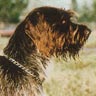 Ceský Fousek, Tschechischer Vorstehhund, Böhmischer Rauhbart