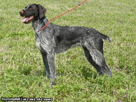 Ceský Fousek Hunde Foto 44798 Ceský Fousek ASTA z Krotejovskych lesu - Venaticus Major