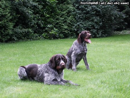 Ceský Fousek Hunde Foto 2727 Ceský Fousek Lesan & Nero z Tesinovskych Buku