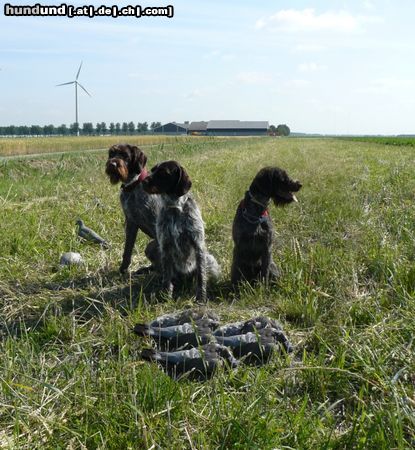 Ceský Fousek Hunde Foto 44805 Ceský Fousek SIEGER, ASTA und STORM Venaticus Major