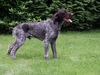 Ceský Fousek Foto: Nero z Tesinovskych Buku (ID 2725) Ceský Fousek Hund