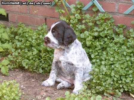 Ceský Fousek ziggy in de tuin