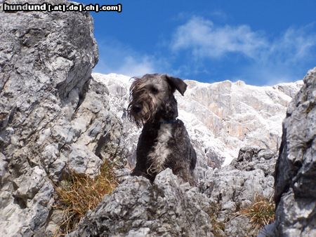 Ceský Terrier Yeska in Dienten am Hochkönig