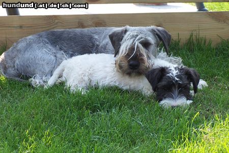 Ceský Terrier Yeska und Bliss zusammen