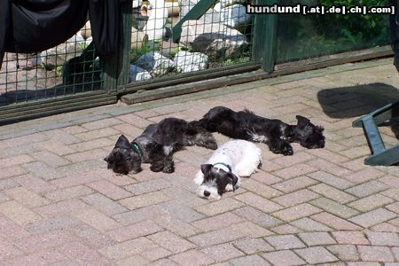 Ceský Terrier Bliss und familie