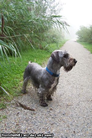 Ceský Terrier Yeska beim wandern