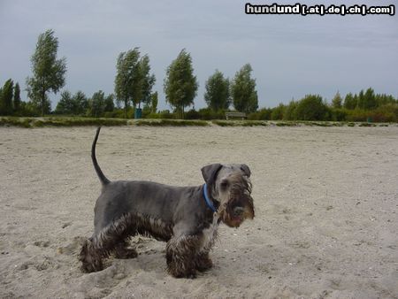 Ceský Terrier Hunde Foto 5984 Ceský Terrier am strand (6 monate alt)