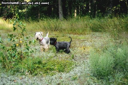 Ceský Terrier Cibulka & Adascha