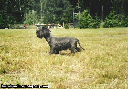 Ceský Terrier Adascha Klanovice of Cesky Dream's