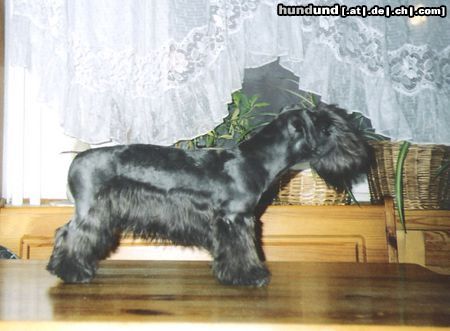 Ceský Terrier Hunde Foto 15149 in höherer Auflösung ansehen Ceský Terrier Adascha Klanovice of Cesky Dream's