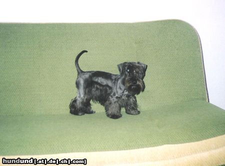 Ceský Terrier Hunde Foto 15150 in höherer Auflösung ansehen Ceský Terrier Adascha Klanovice of Cesky Dream\'s