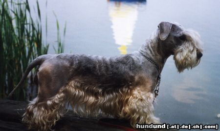 Ceský Terrier Cibulka Melina Bohemica