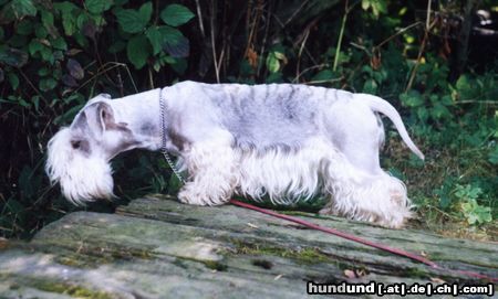 Ceský Terrier Cibulka