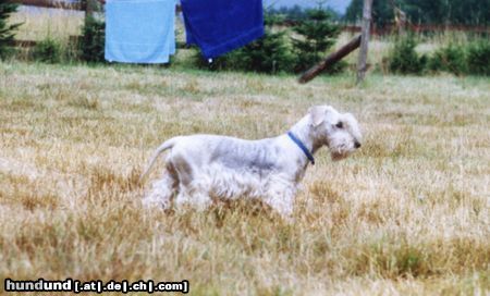 Ceský Terrier Cibulka