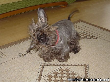 Ceský Terrier Hunde Foto 18784 in höherer Auflösung ansehen Ceský Terrier Adascha