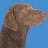 Chesapeake Bay Retriever