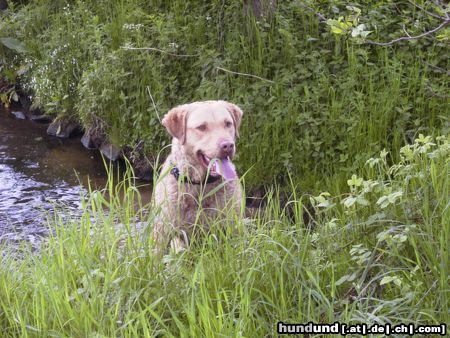 Chesapeake Bay Retriever Unser Rüde Bresco