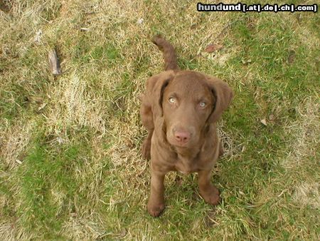 Chesapeake Bay Retriever Hunde Foto 3437 Chesapeake Bay Retriever Chessie mit 3 Monaten