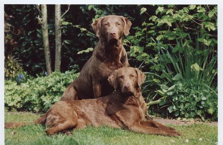 Chesapeake Bay Retriever