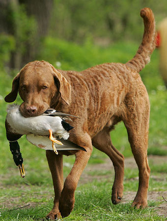 Chesapeake Bay Retriever Fools Farm´s Beacon Hills Little Buddha