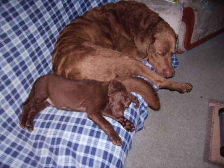 Chesapeake Bay Retriever Rocky4 J.  und Shila 12 W.