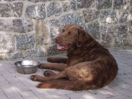 Chesapeake Bay Retriever Rocky, 3 1/2 Jahre