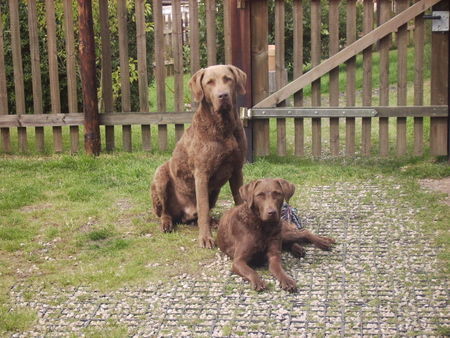 Chesapeake Bay Retriever Rocky 5 J. und Shila 14 Mon.