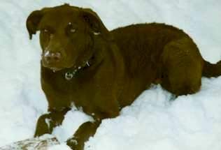 Chesapeake Bay Retriever