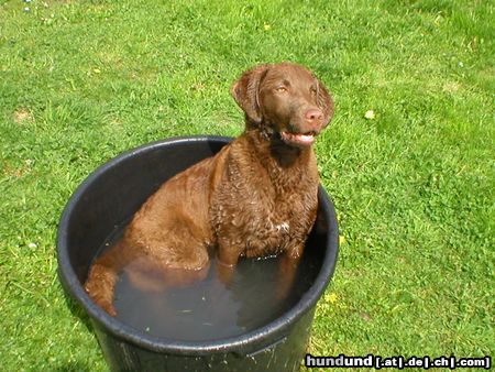 Chesapeake Bay Retriever chessie baden