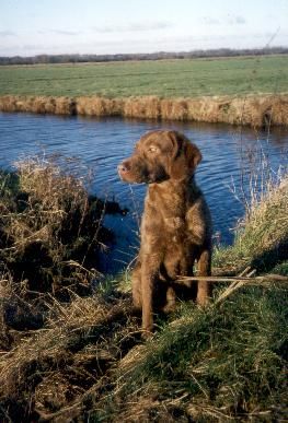 Chesapeake Bay Retriever Bailey, 10 Monate