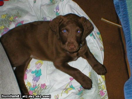 Chesapeake Bay Retriever Chessie mit 3 Monaten