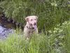 Chesapeake Bay Retriever Hund