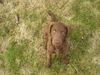 Chesapeake Bay Retriever Hund