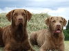 Chesapeake Bay Retriever Hund