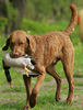 Chesapeake Bay Retriever Hund