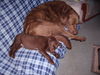 Chesapeake Bay Retriever Foto: Rocky4 J. und Shila 12 W. (ID 39904) Chesapeake Bay Retriever Hund