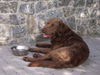 Chesapeake Bay Retriever Hund