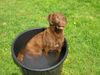 Chesapeake Bay Retriever Foto: chessie baden (ID 3556) Chesapeake Bay Retriever Hund