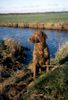 Chesapeake Bay Retriever Hund