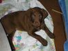 Chesapeake Bay Retriever Hund