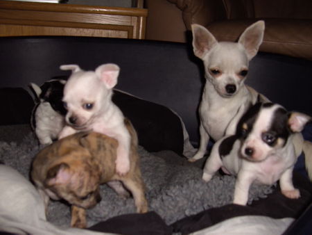 Chihuahua kurzhaariger Schlag Hunde Foto 40810 Chihuahua kurzhaariger Schlag aussergewöhnliche Farben