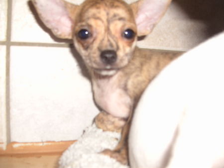 Chihuahua kurzhaariger Schlag gestromt