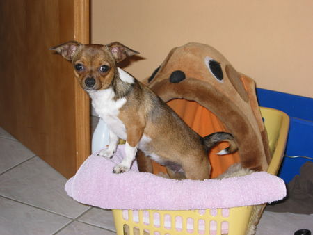 Chihuahua kurzhaariger Schlag neuer Schlafplatz