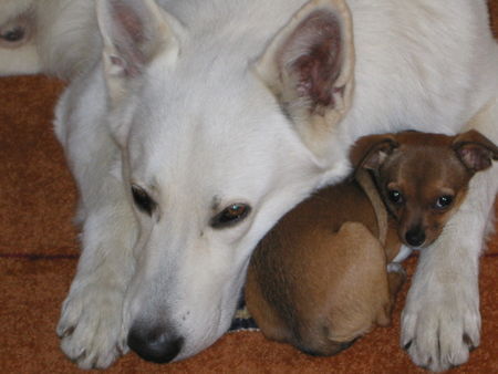 Chihuahua kurzhaariger Schlag mein großer Bruder...