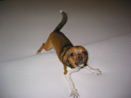 Chihuahua kurzhaariger Schlag Hunde Foto 33958 in höherer Auflösung ansehen Chihuahua kurzhaariger Schlag Lucy böse
