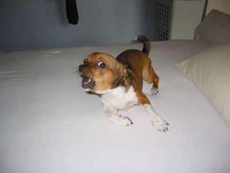 Chihuahua kurzhaariger Schlag Wehe du gehst in mein Bett....