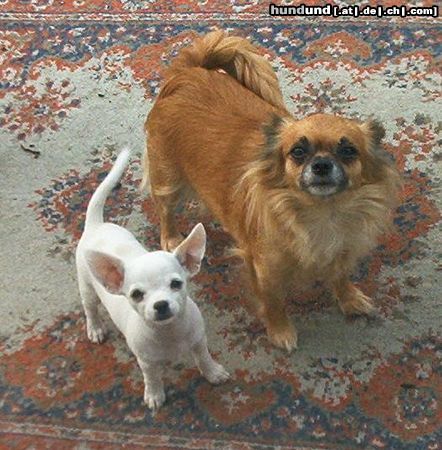 Chihuahua kurzhaariger Schlag Hunde Foto 13258 Chihuahua kurzhaariger Schlag fliegt der Teppich?
